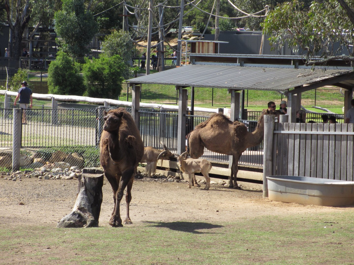 Dromedary Camel and Barbary Sheep