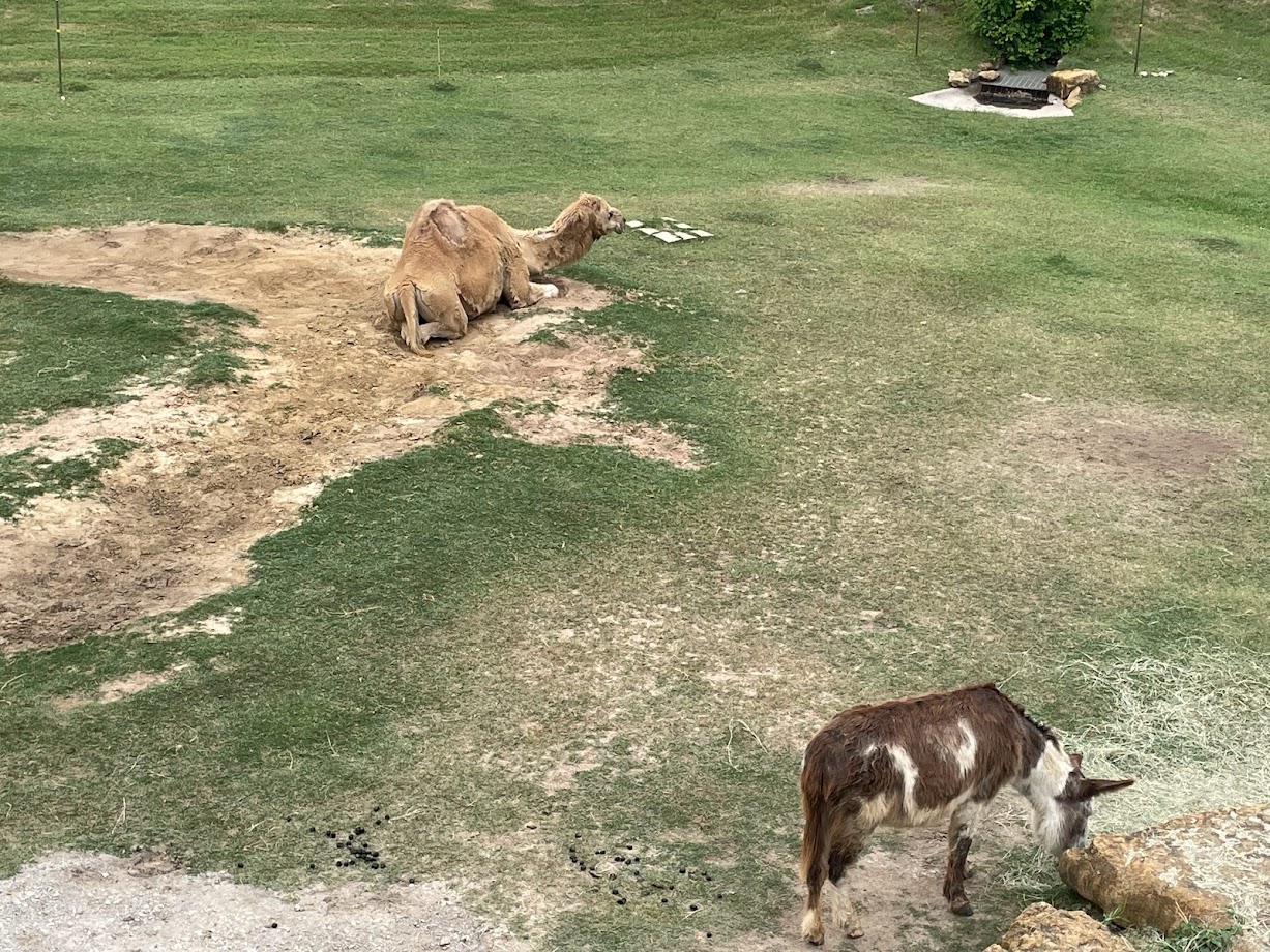 Dromedary Camel and Domestic Donkey