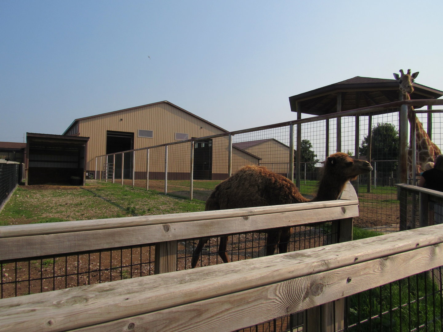 Dromedary Camel and Giraffe Exhibits