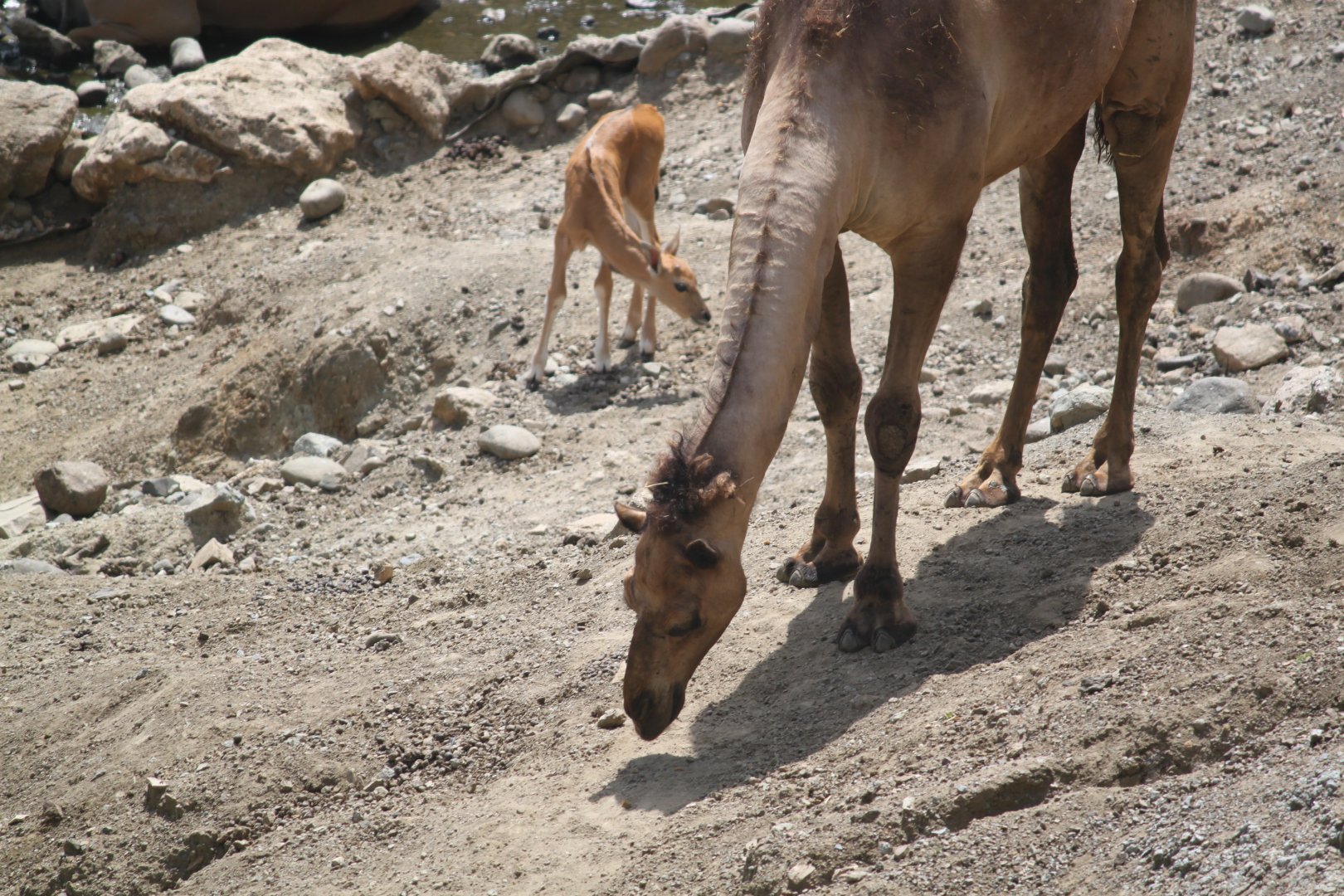 Dromedary camel and impala calf