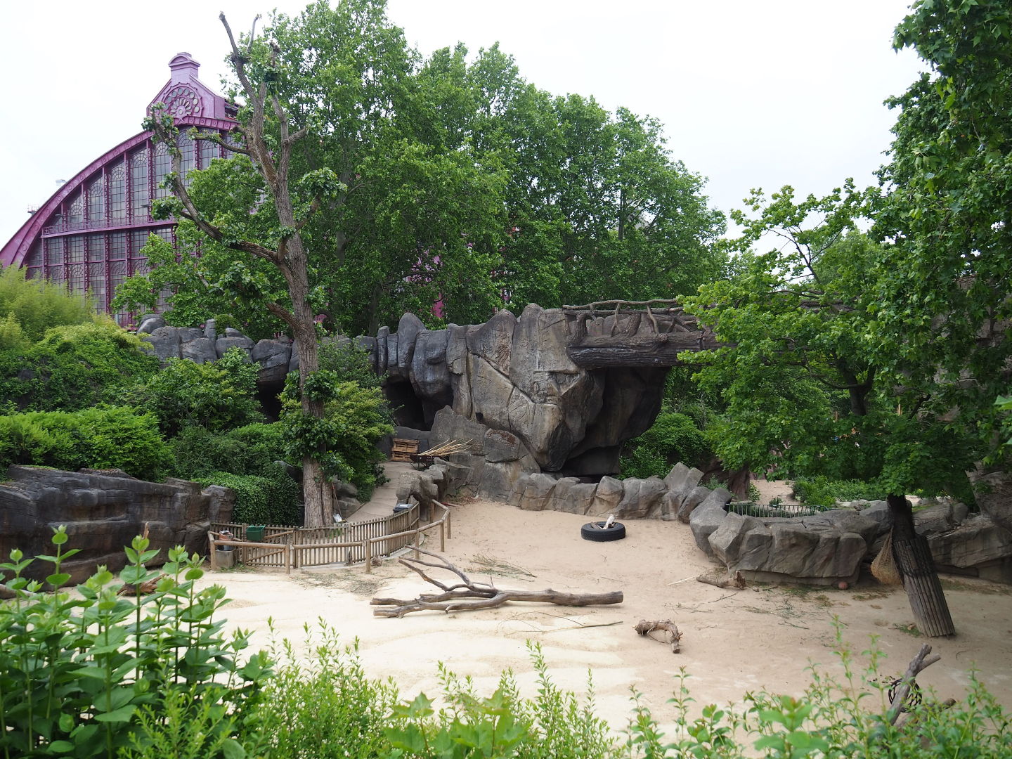 Dromedary camel and Somali black-headed sheep paddock, 2020-05-24