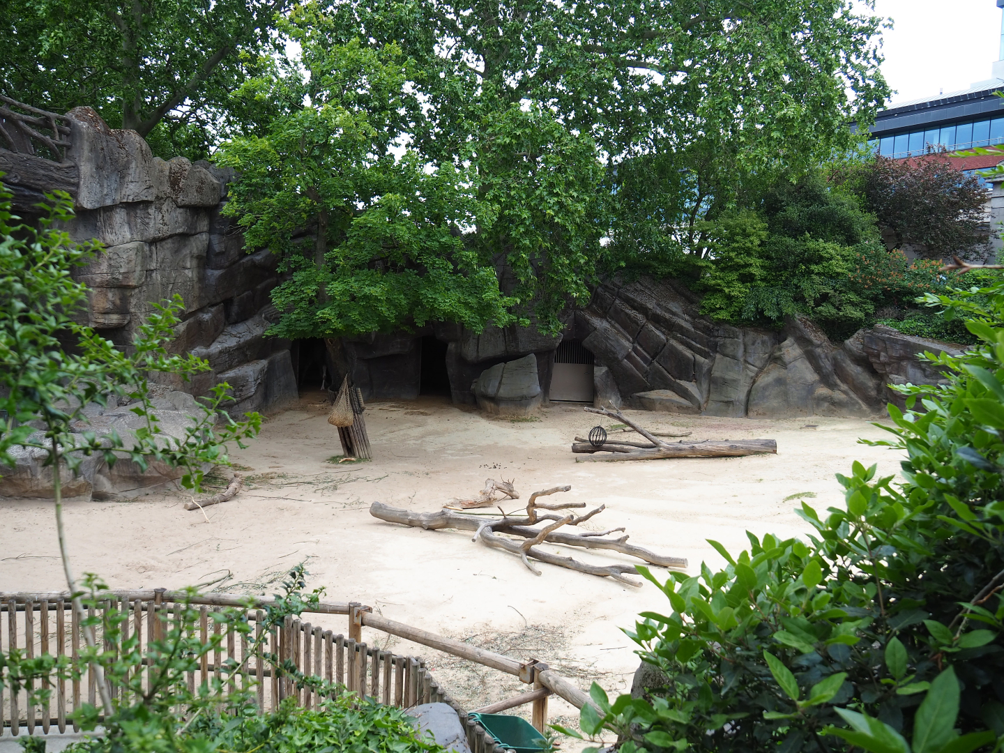 Dromedary camel and Somali black-headed sheep paddock, 2020-05-24