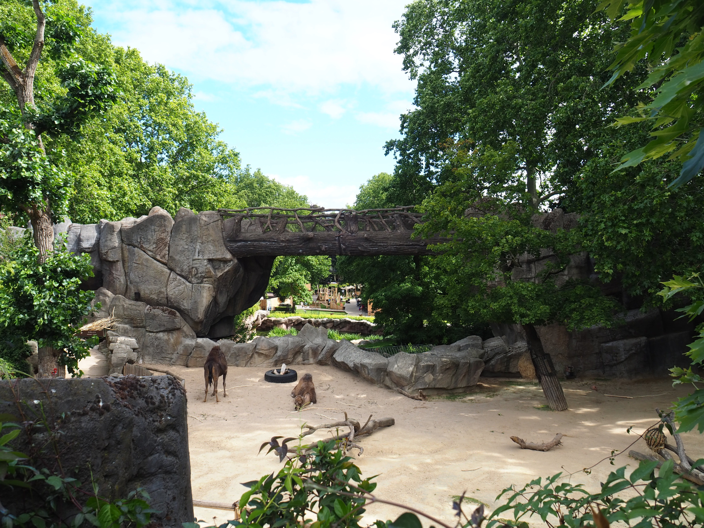 Dromedary camel and Somali black-headed sheep paddock, 2020-06-28