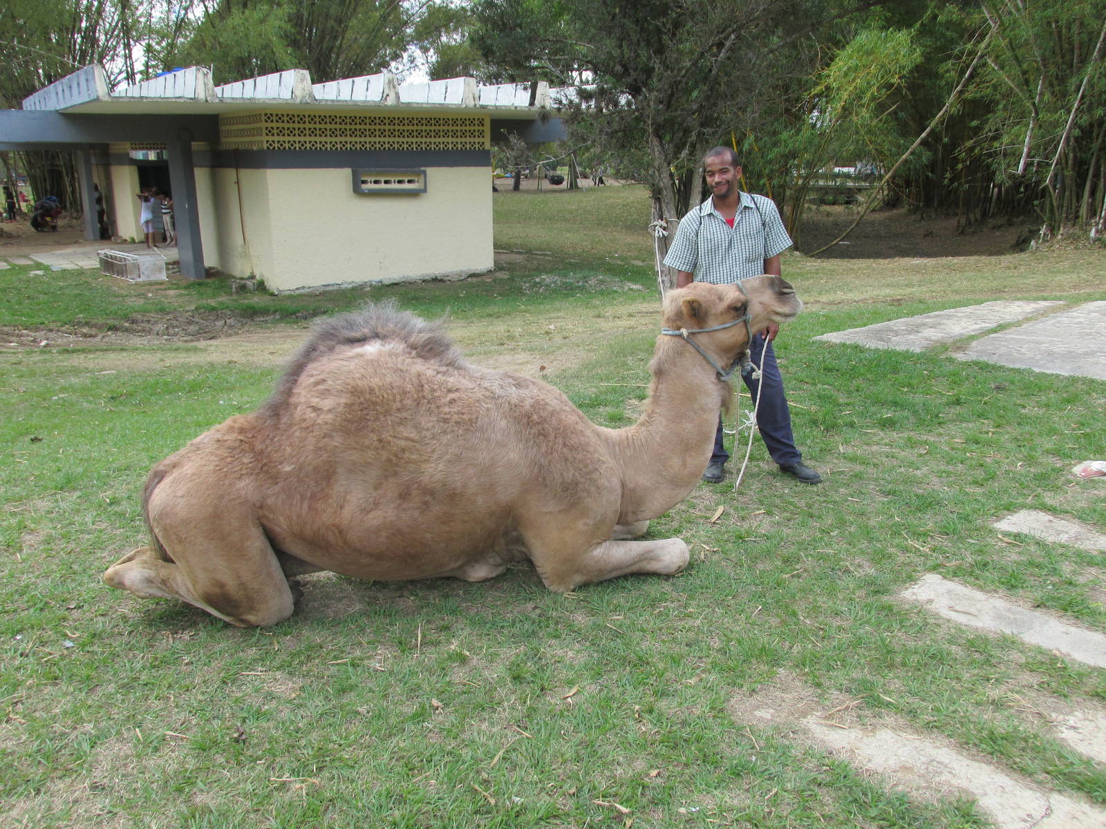 dromedary camel and trainer zoologico nacional