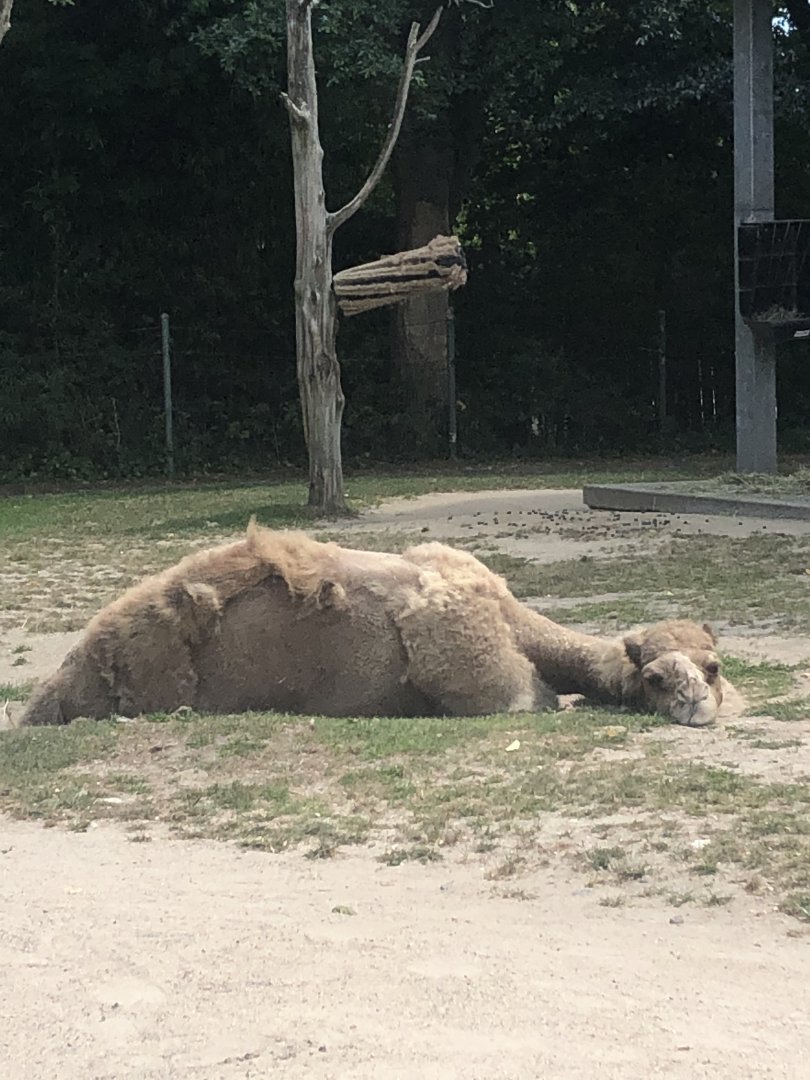 Dromedary Camel - August, 2020