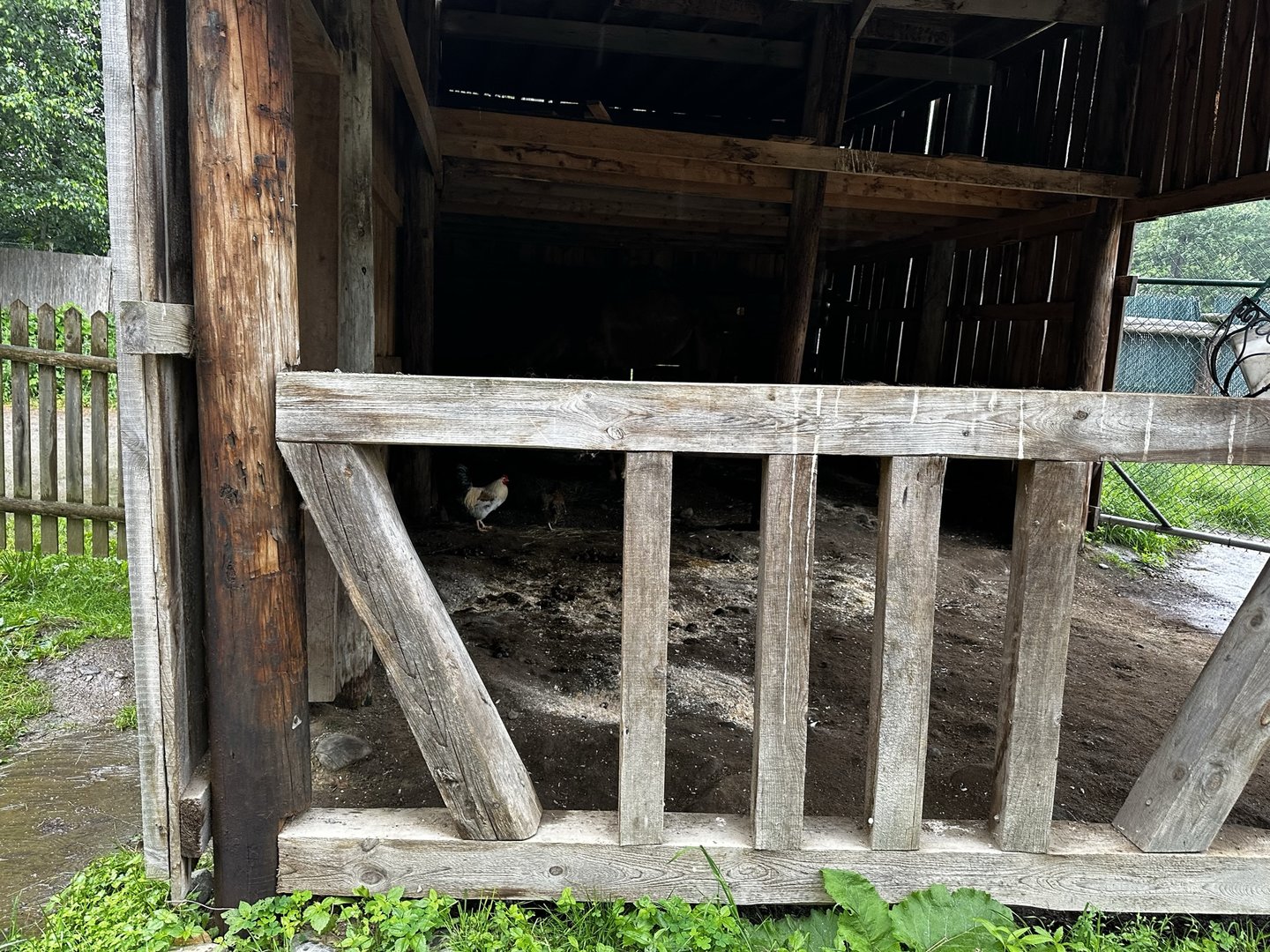 Dromedary Camel Barn