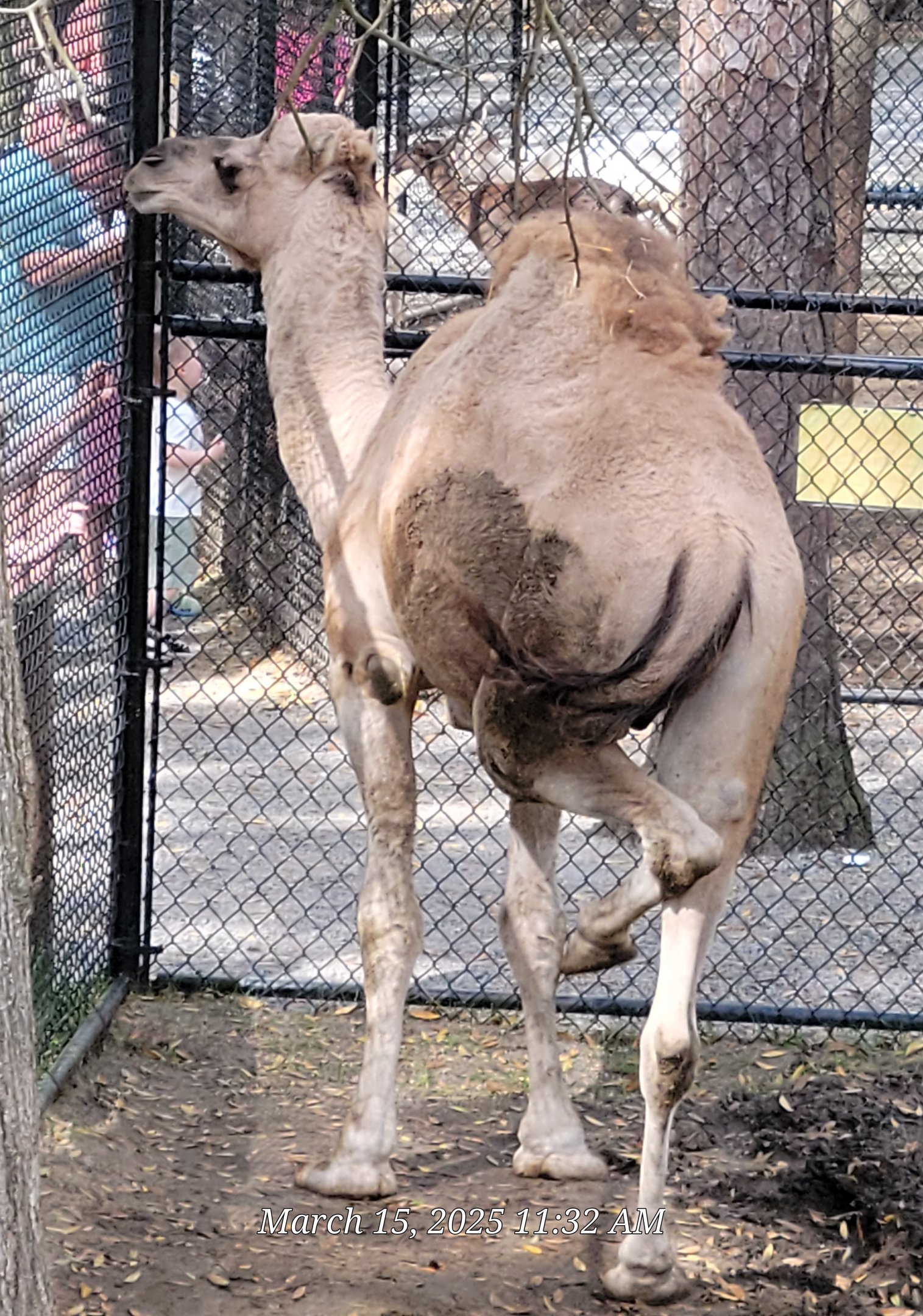 Dromedary Camel - Bee City Zoo - March 2025