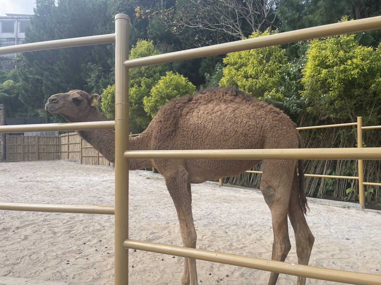 dromedary camel (camelus dromedarius) (1)