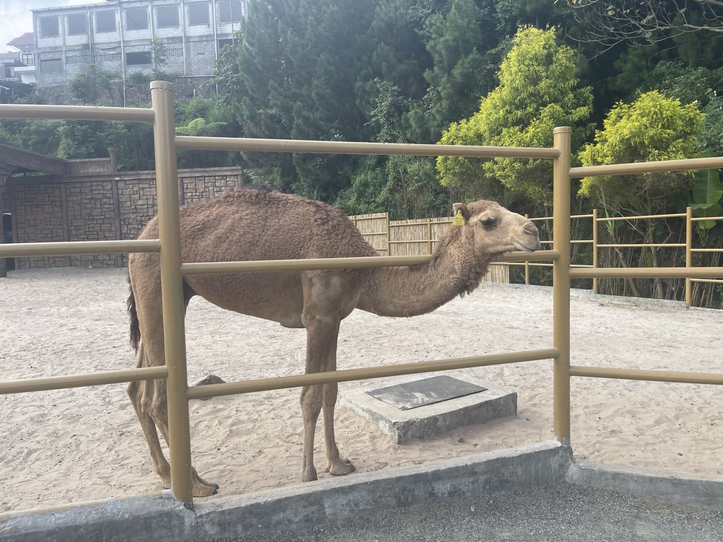 dromedary camel (camelus dromedarius) (2)