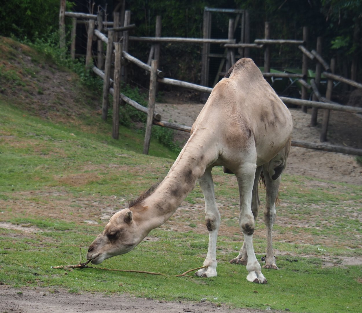Dromedary camel (Camelus dromedarius), 2019-08-11