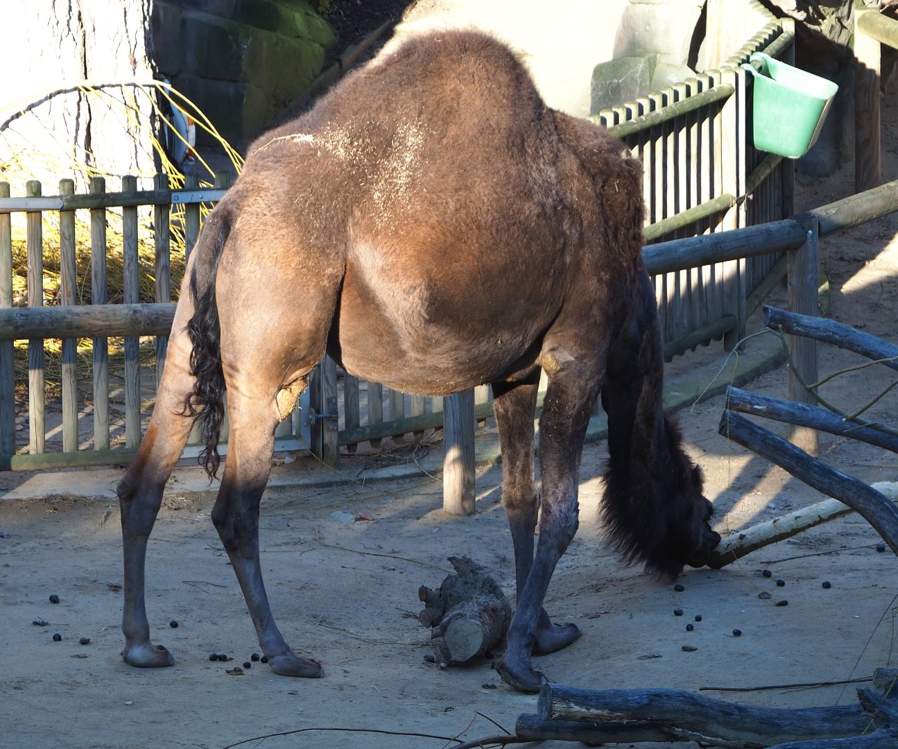 Dromedary camel (Camelus dromedarius), 2019-12-30