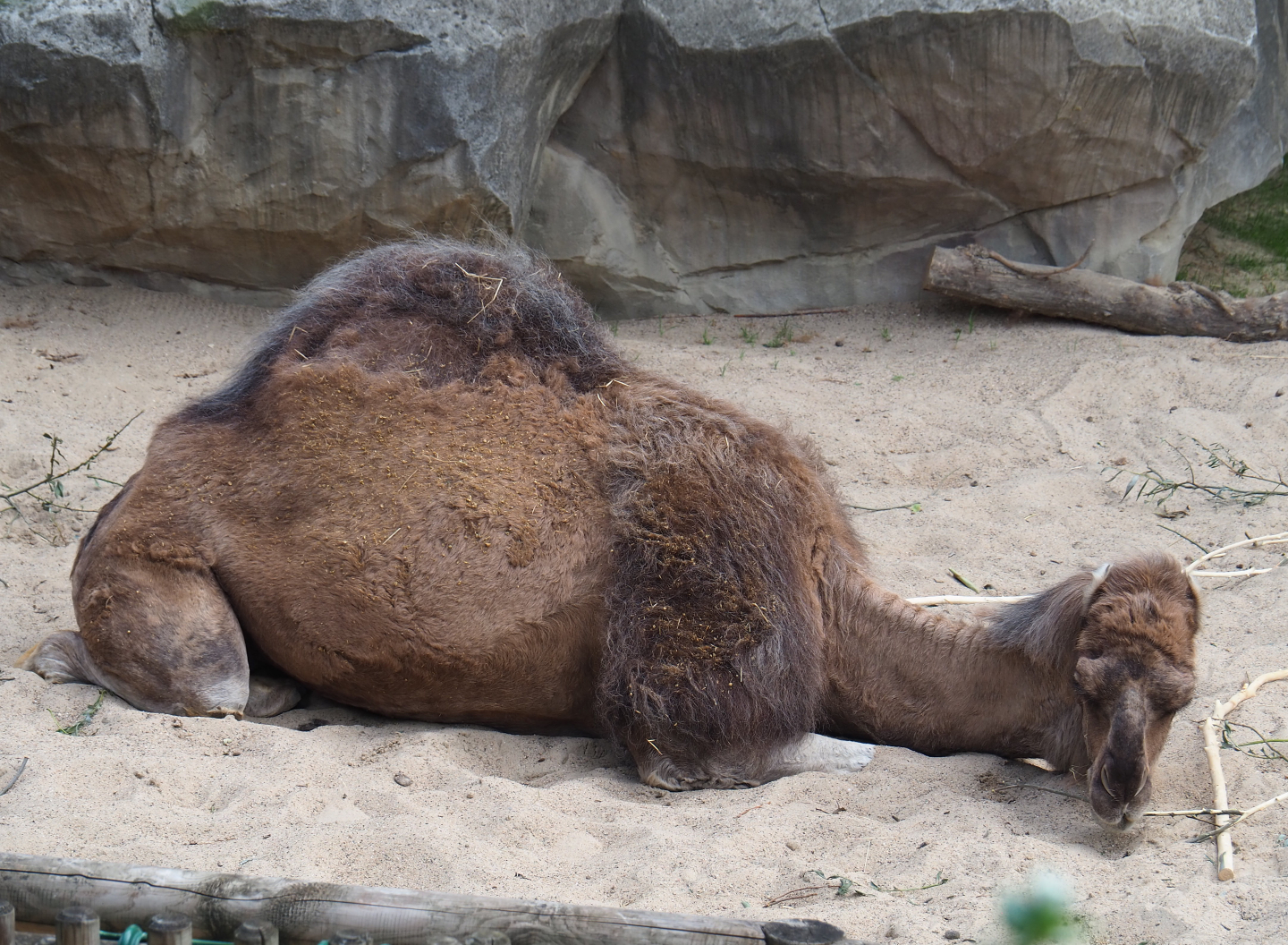 Dromedary camel (Camelus dromedarius), 2020-06-28
