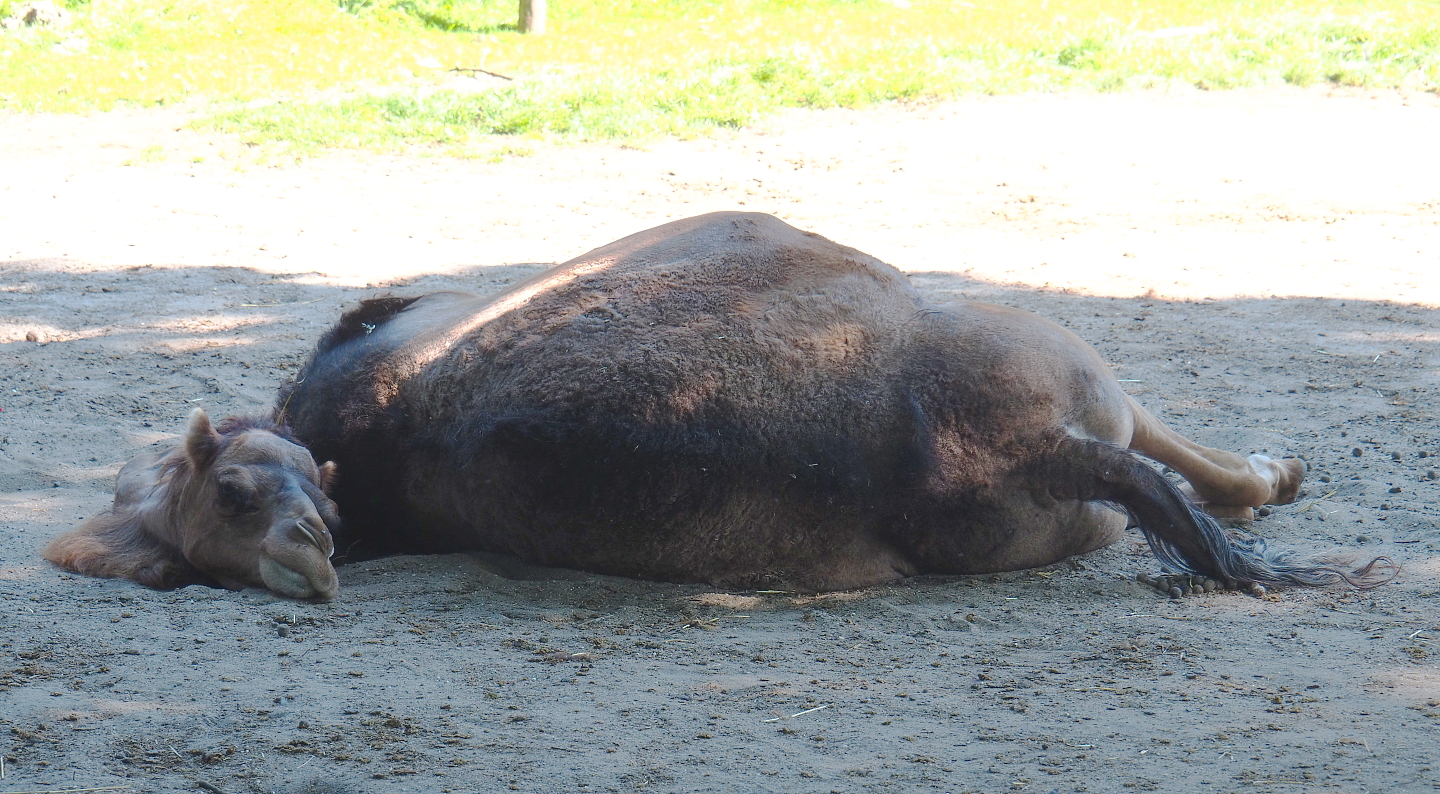 Dromedary camel (Camelus dromedarius), 2021-09-03