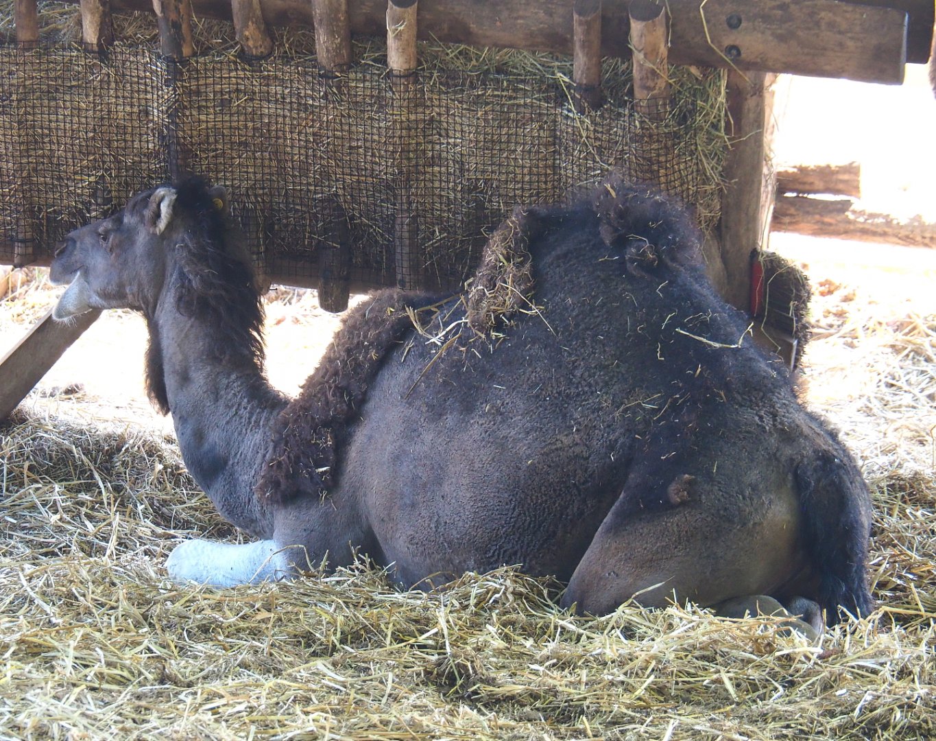 Dromedary camel (Camelus dromedarius), 2021-09-03