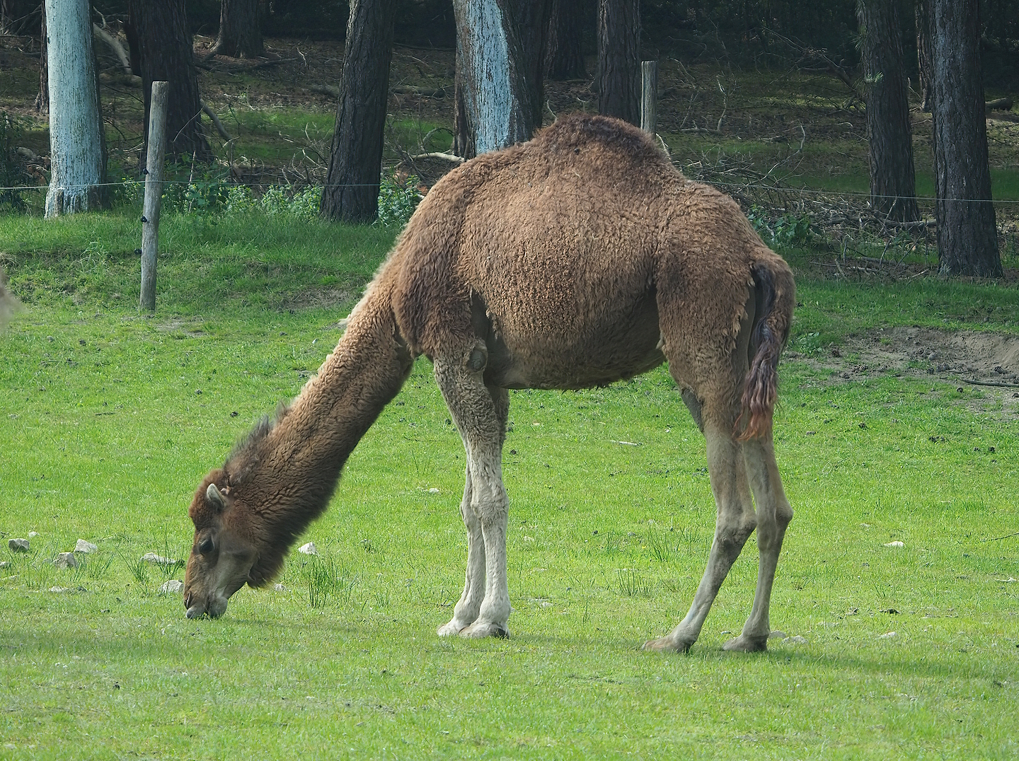 Dromedary camel (Camelus dromedarius), 2022-06-12