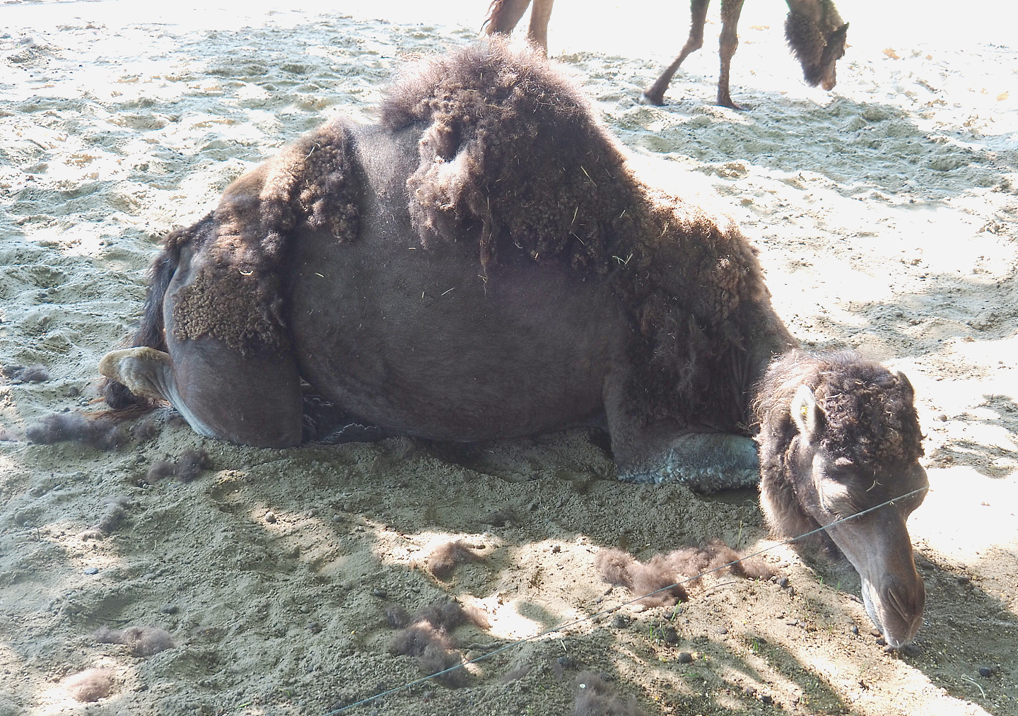 Dromedary camel (Camelus dromedarius), 2022-06-28