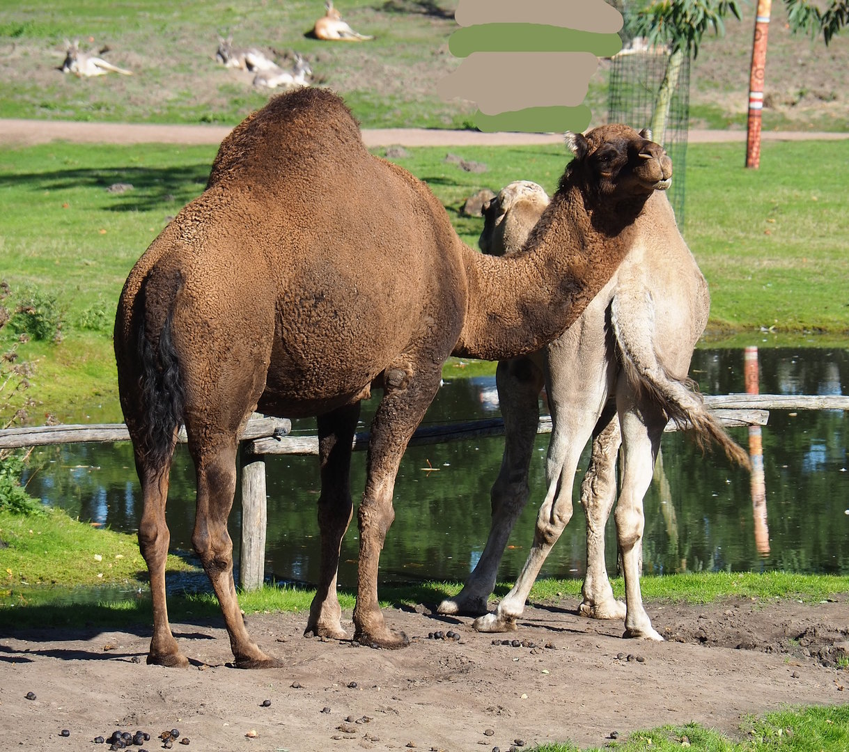 Dromedary camel (Camelus dromedarius), 2022-10-09