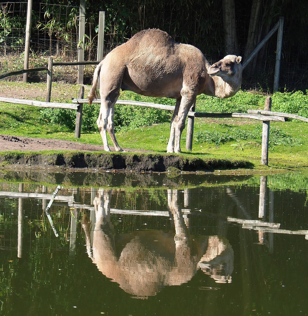 Dromedary camel (Camelus dromedarius), 2022-10-09