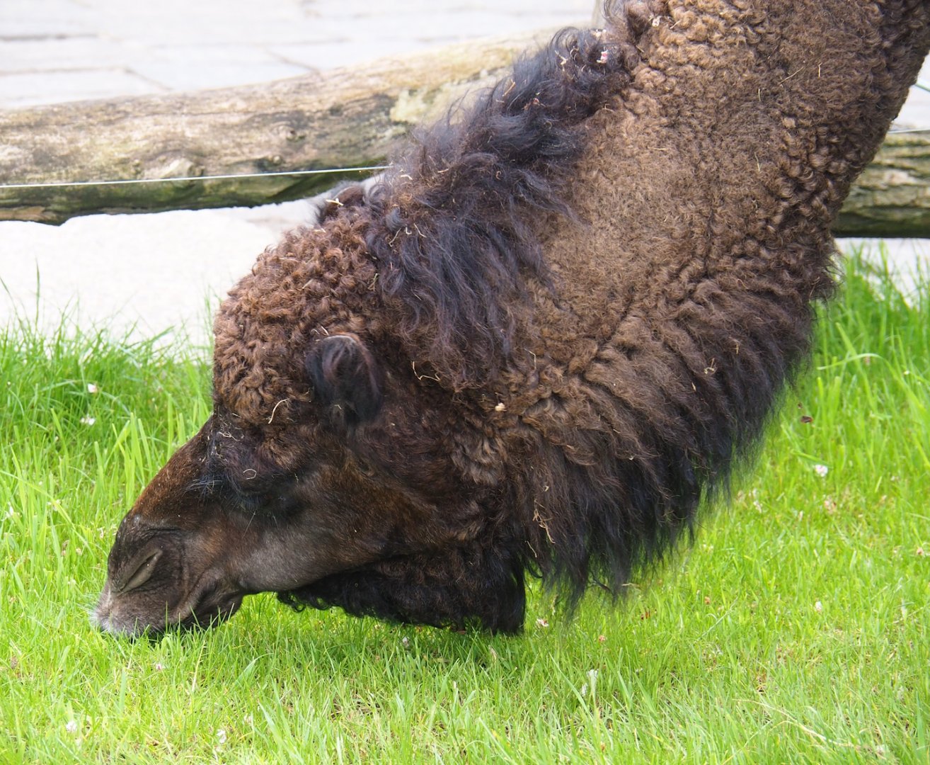 Dromedary camel (Camelus dromedarius), 2023-05-16