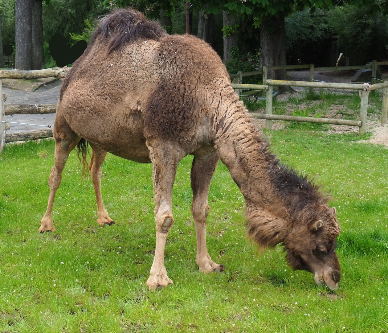 Dromedary camel (Camelus dromedarius), 2023-05-16