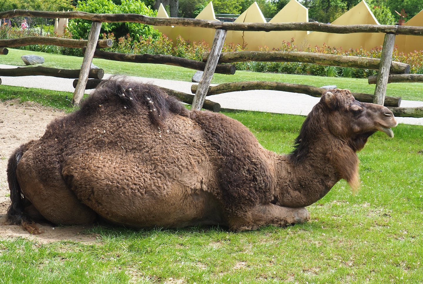 Dromedary camel (Camelus dromedarius), 2023-05-16