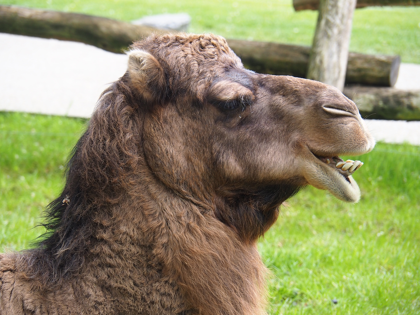 Dromedary camel (Camelus dromedarius), 2023-05-16