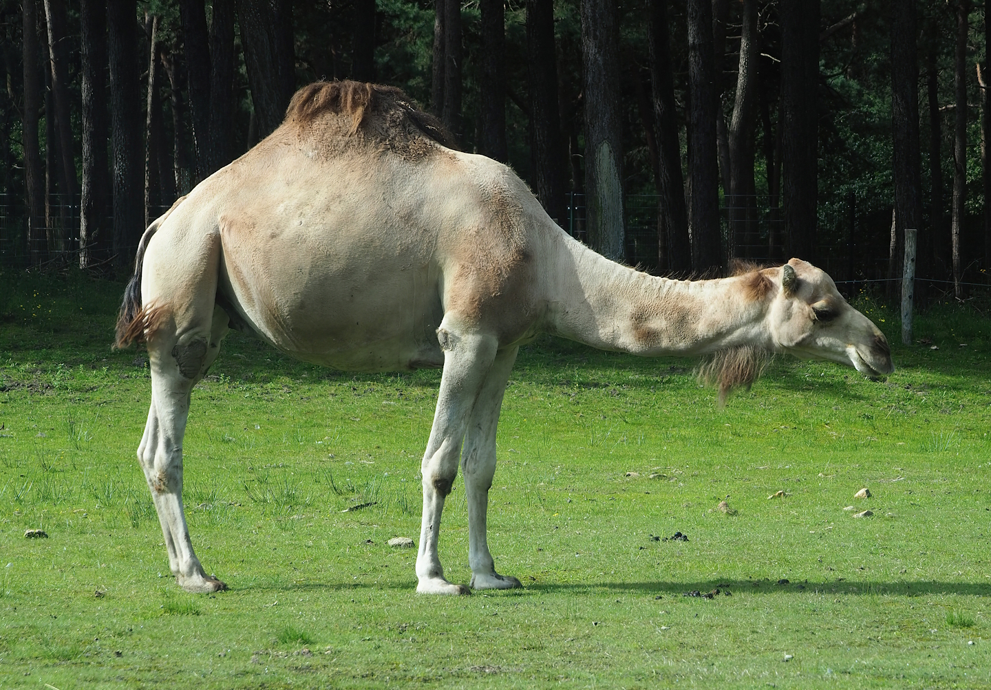 Dromedary camel (Camelus dromedarius), 2023-08-15