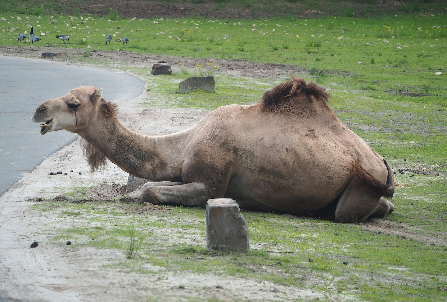 Dromedary camel (Camelus dromedarius), 2023-08-15