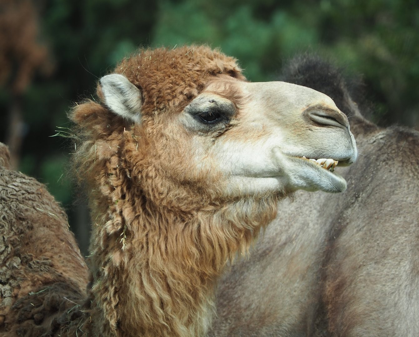 Dromedary camel (Camelus dromedarius), 2023-08-15