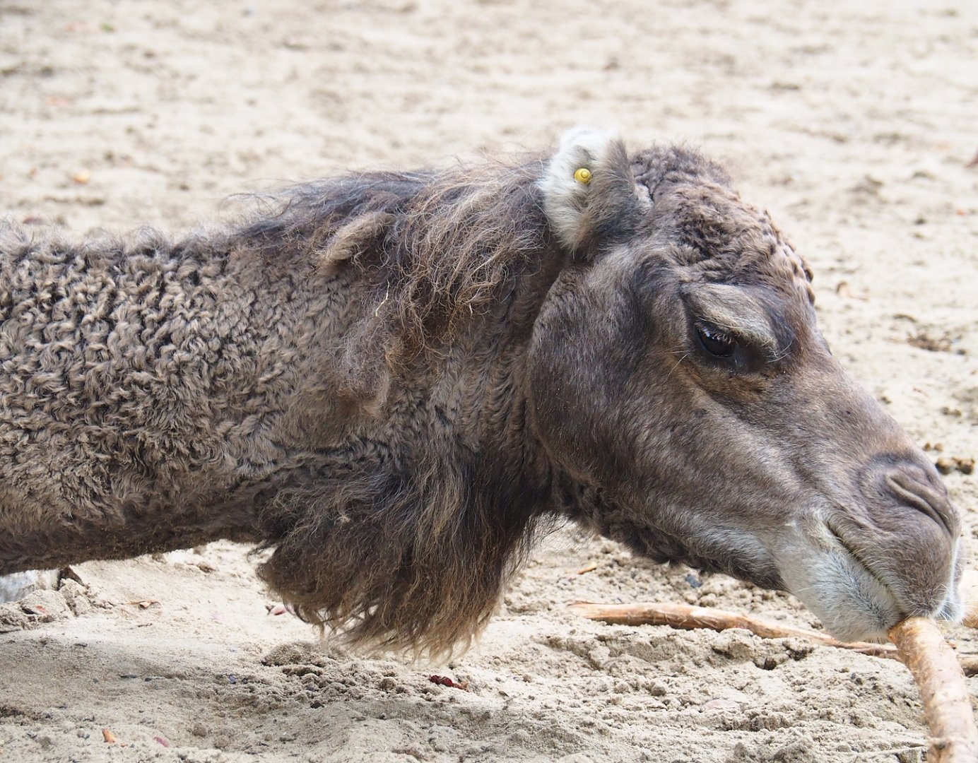Dromedary camel (Camelus dromedarius), 2023-10-13