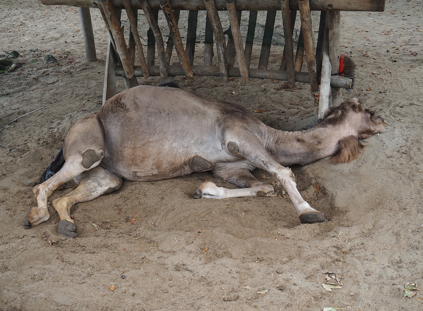Dromedary camel (Camelus dromedarius), 2023-10-13