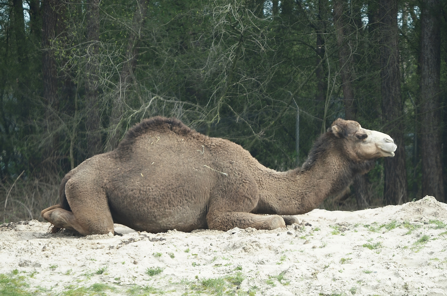 Dromedary camel (Camelus dromedarius), 2024-04-06