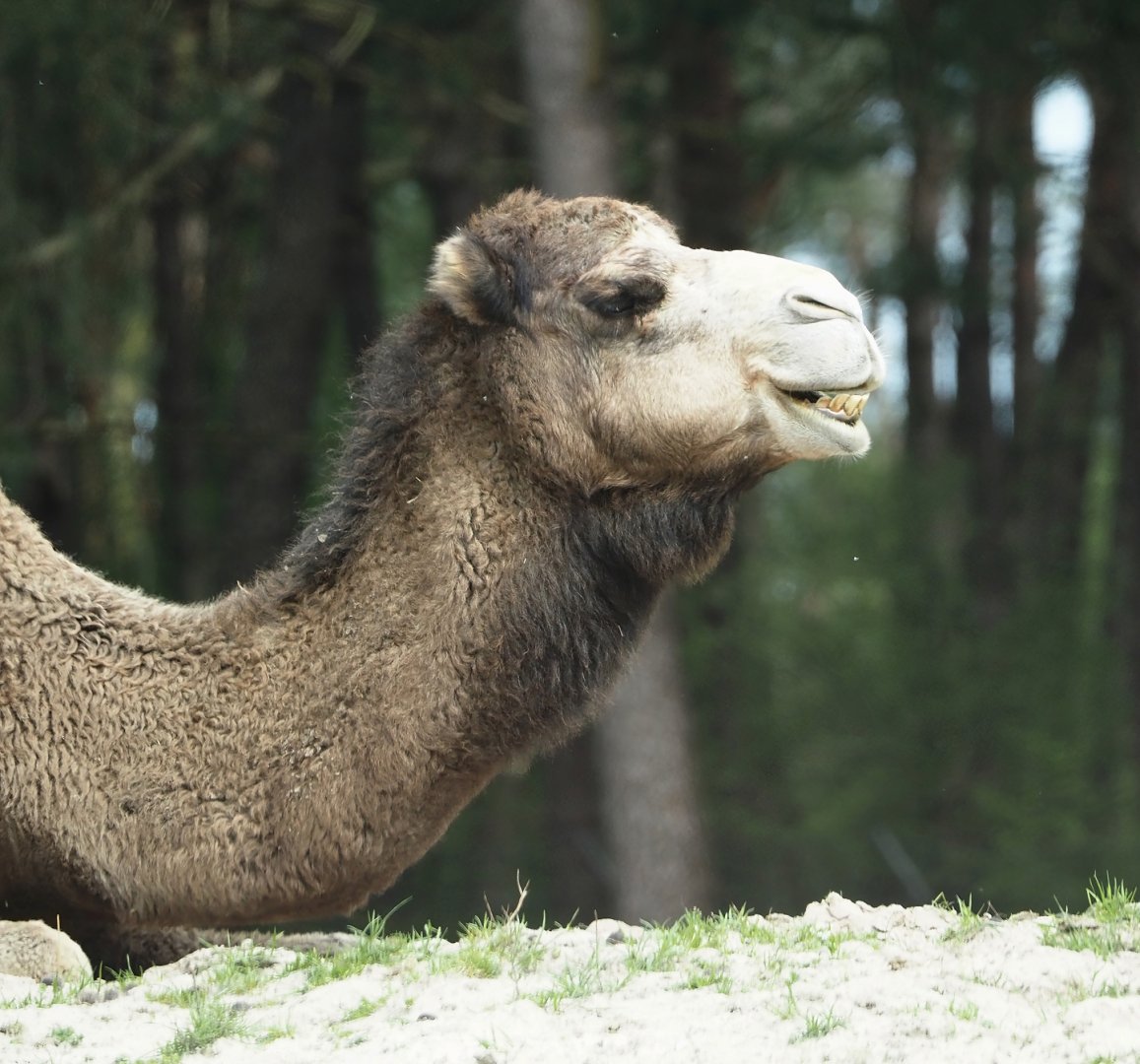 Dromedary camel (Camelus dromedarius), 2024-04-06