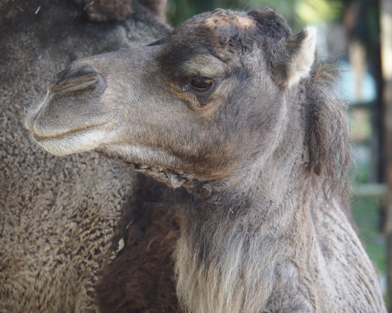 Dromedary camel (Camelus dromedarius), 2024-09-17