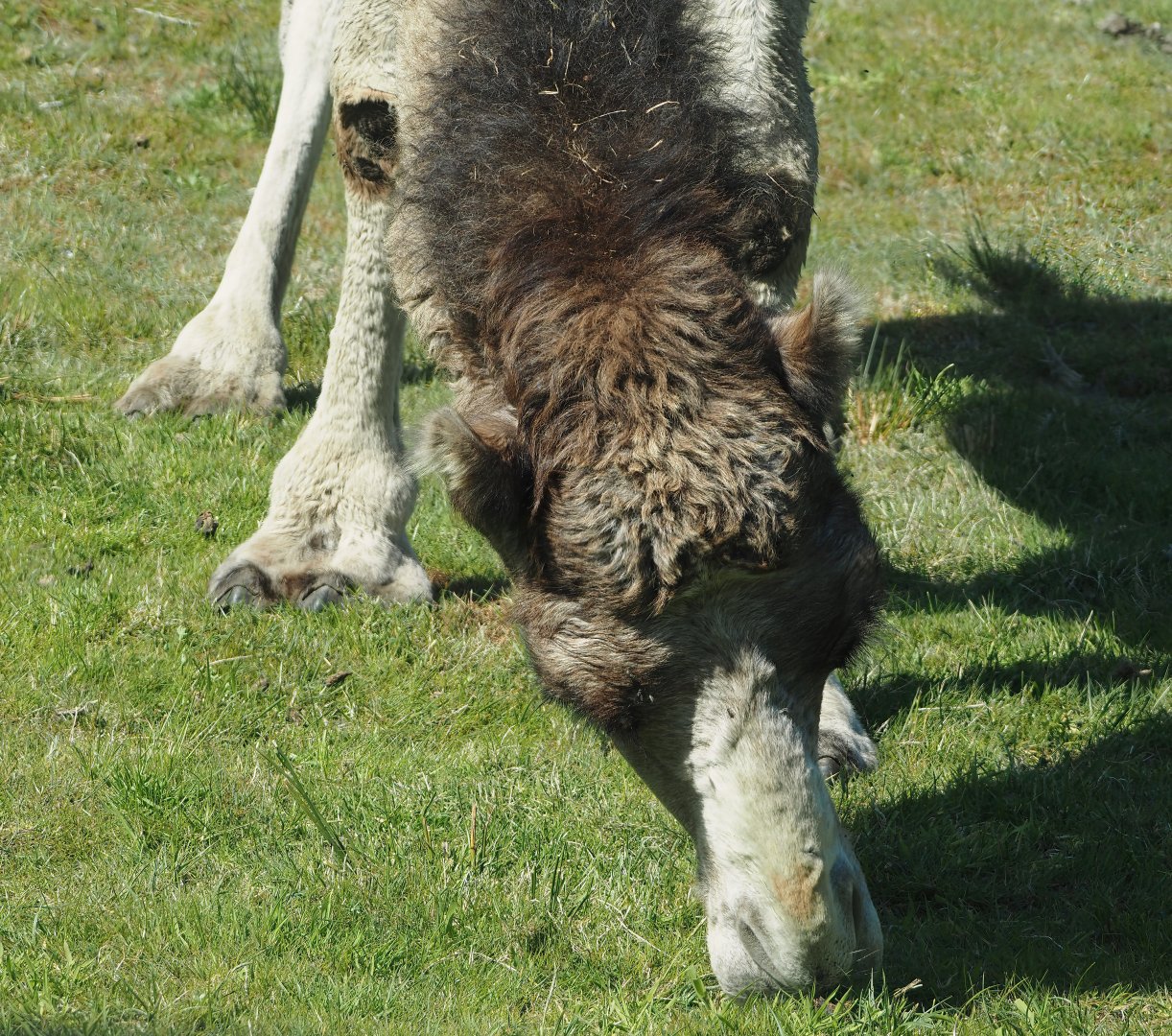 Dromedary camel (Camelus dromedarius), 2025-04-30