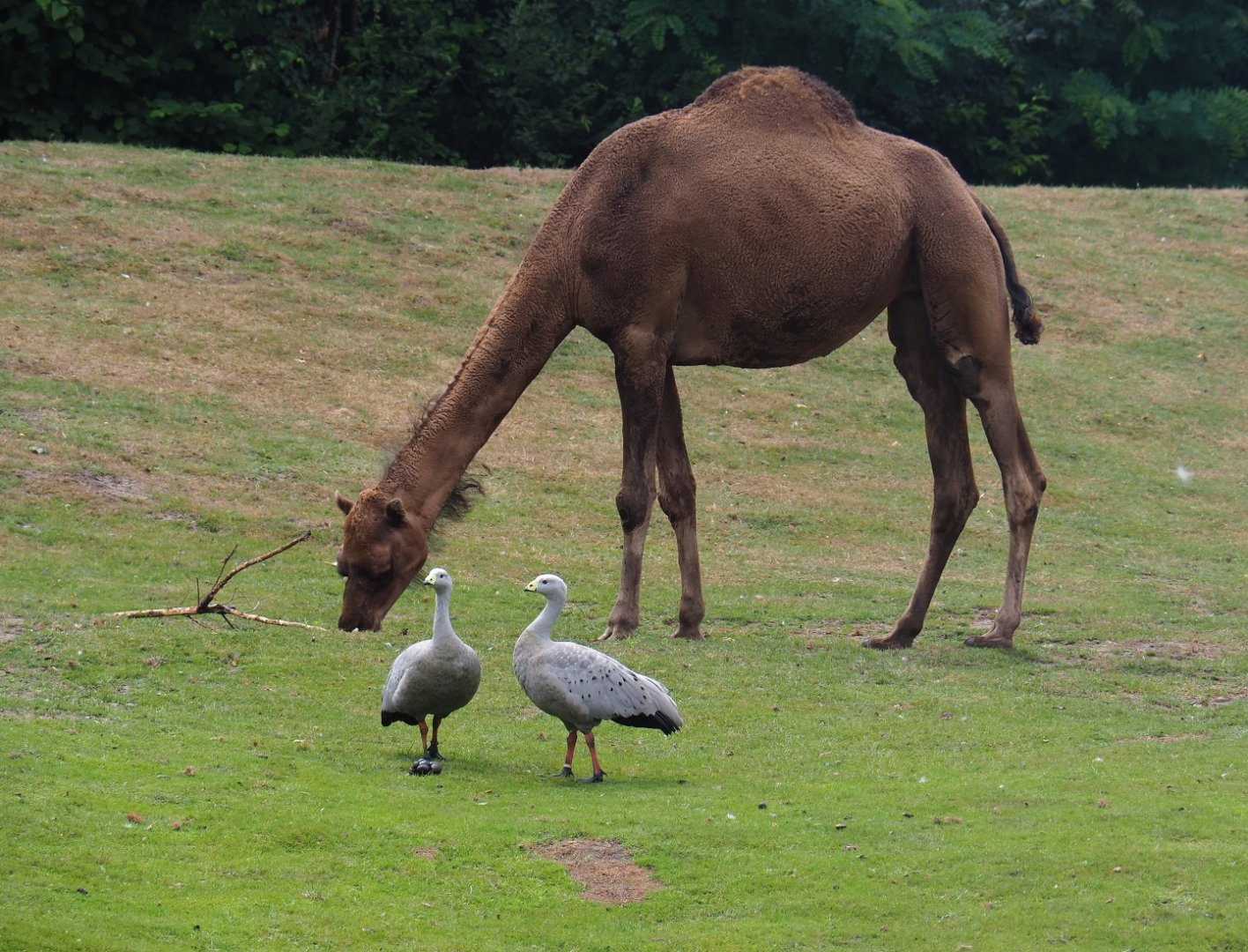 Dromedary camel (Camelus dromedarius) and Cape Barren geese (Cereopsis novaehollandiae), 2019-08-11