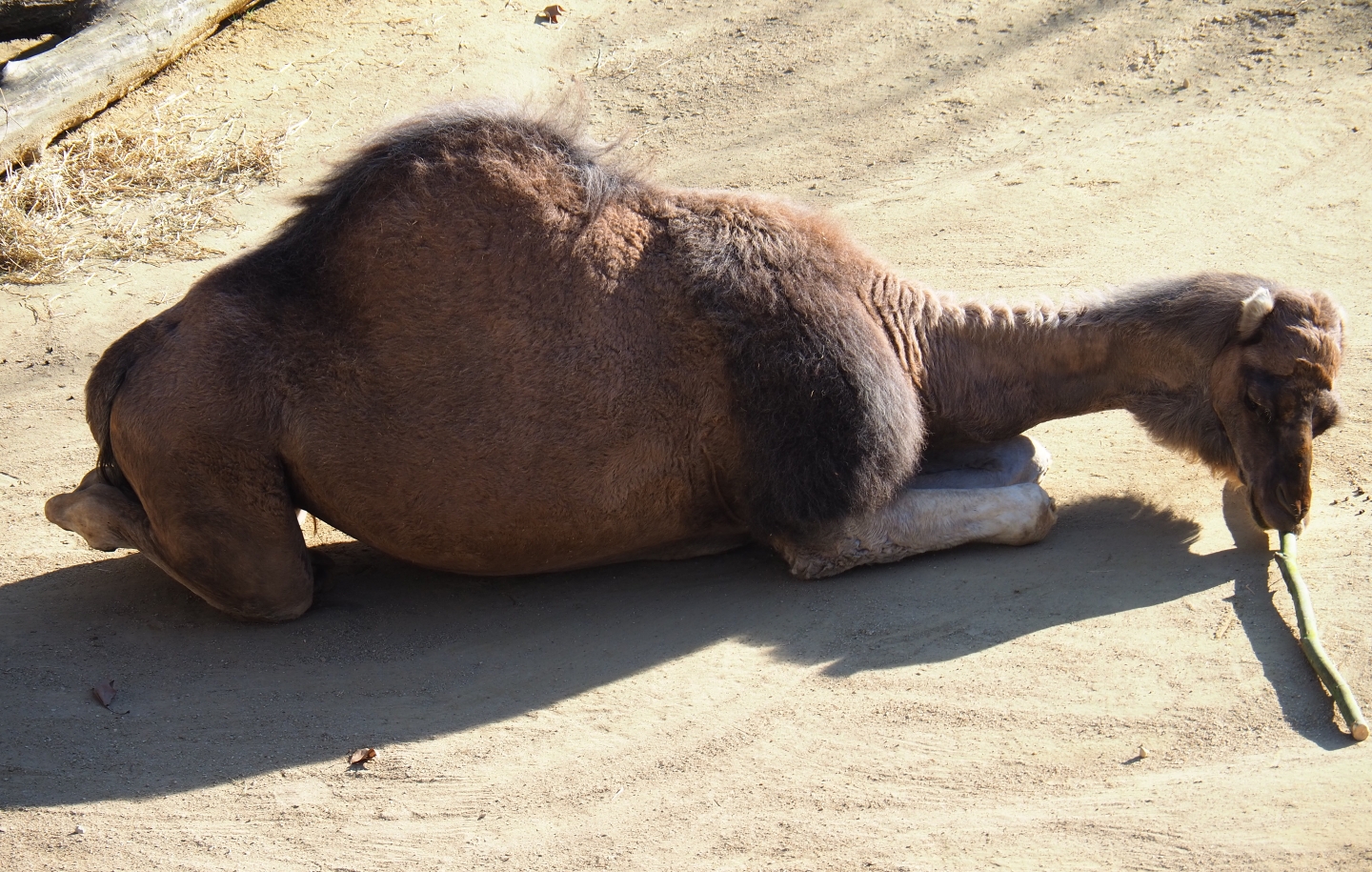 Dromedary camel (Camelus dromedarius), Feb 27th, 2019