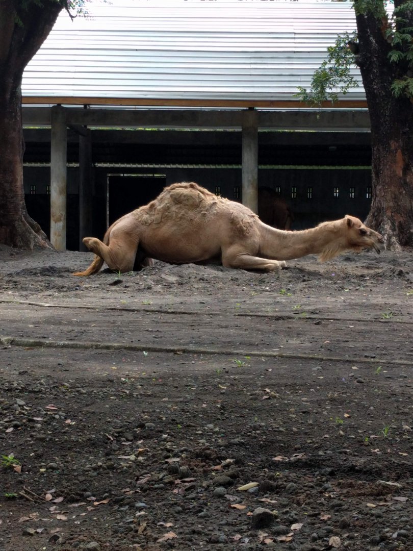 Dromedary Camel (Camelus dromedarius) - Taru Jurug Zoo
