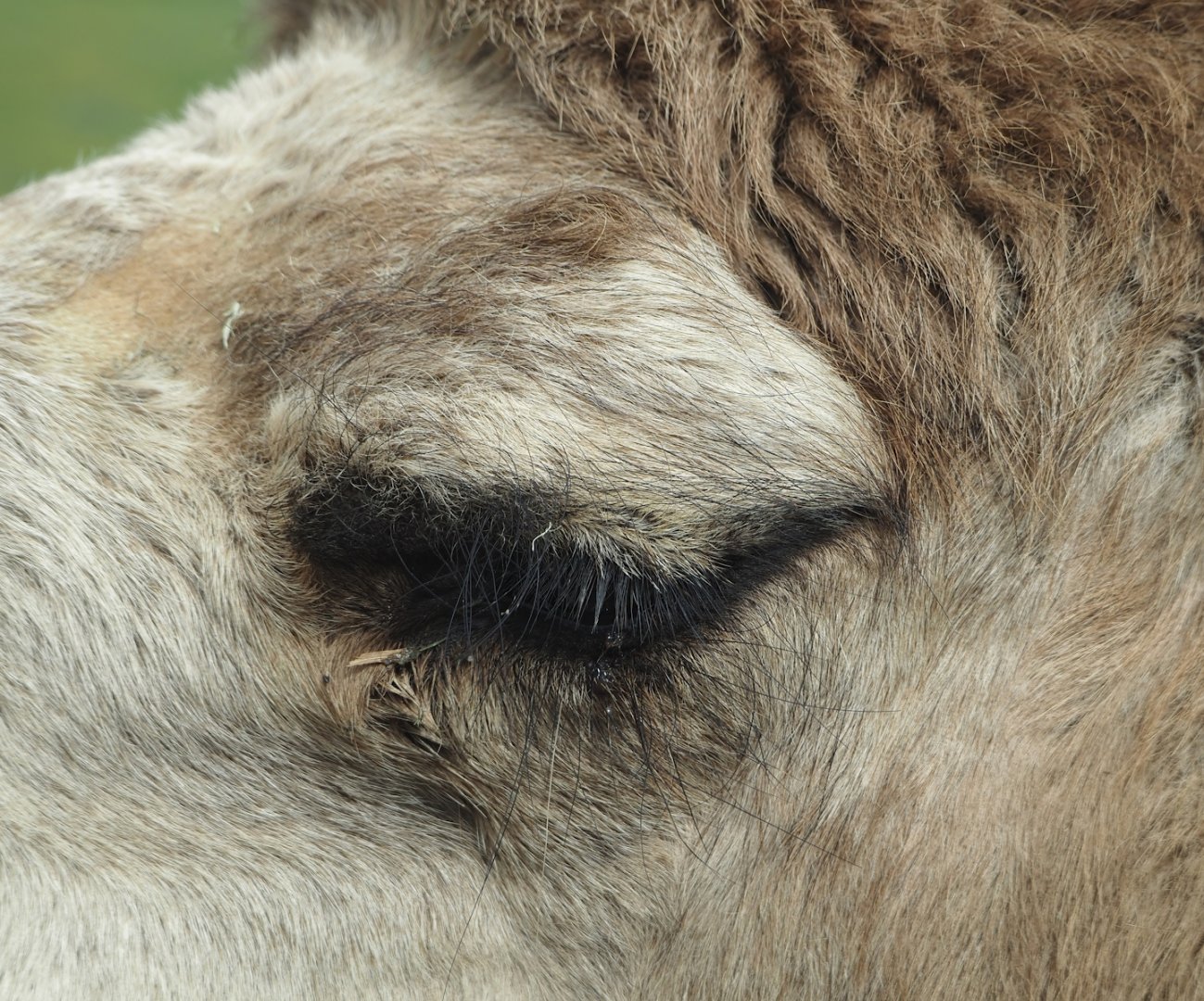 Dromedary camel (Camelus dromedarius) up close, 2024-04-06