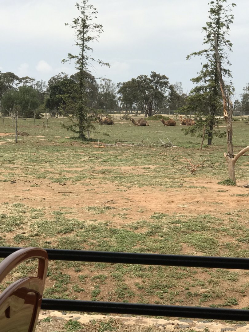 Dromedary camel (Camelus dromedarius)