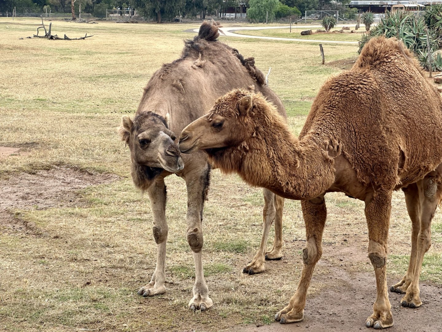 Dromedary camel (Camelus dromedarius)