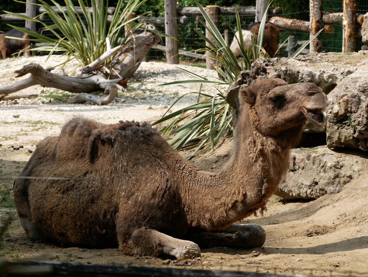 Dromedary camel (Camelus dromedarius)