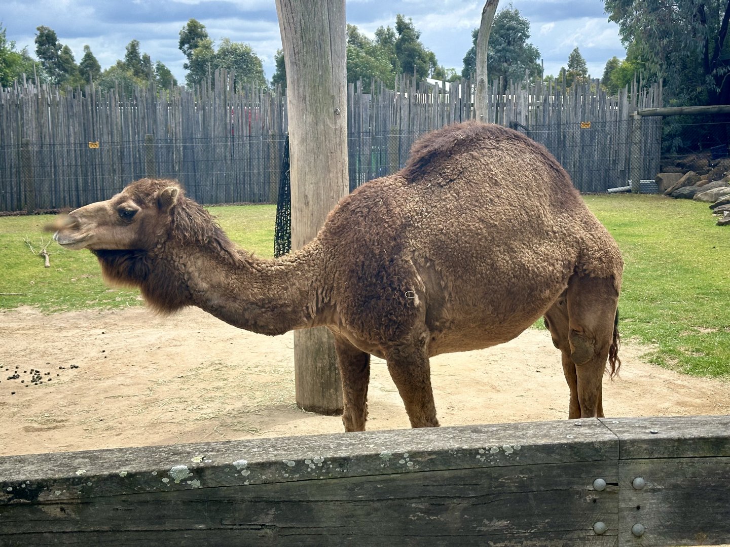 Dromedary Camel (Cow)