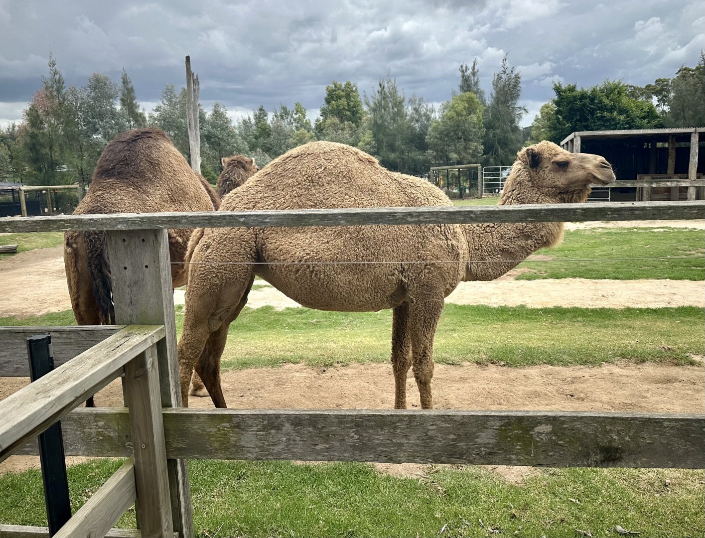 Dromedary Camel (Cow)