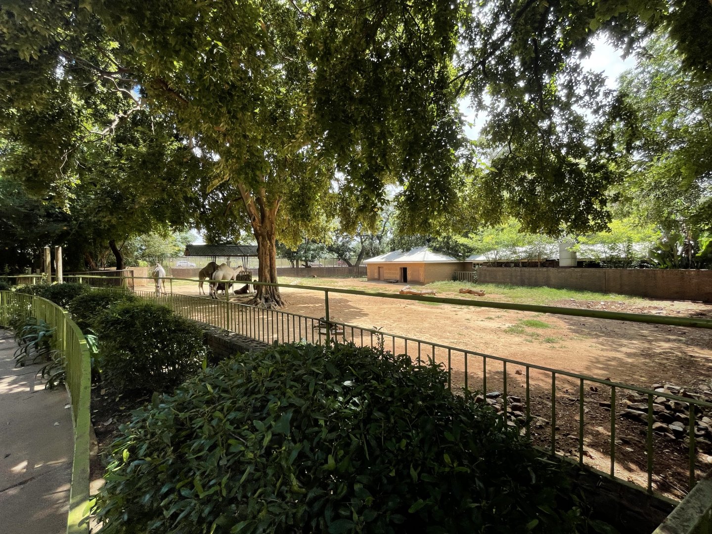 Dromedary Camel Enclosure (Camelus dromedarius)