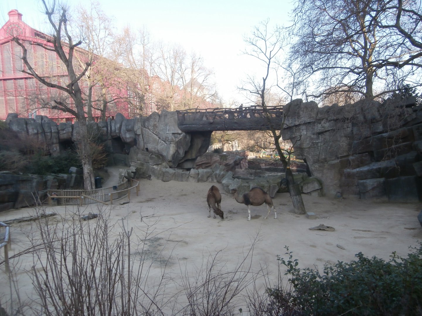 Dromedary camel enclosure