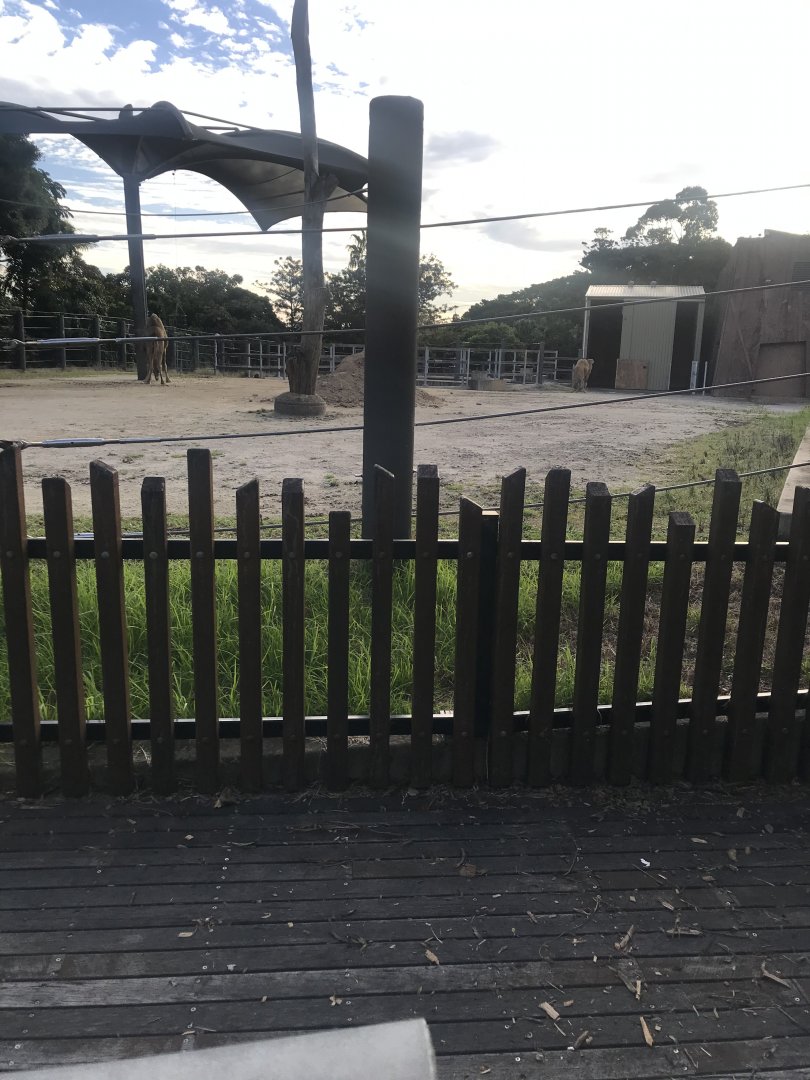 Dromedary Camel Enclosure