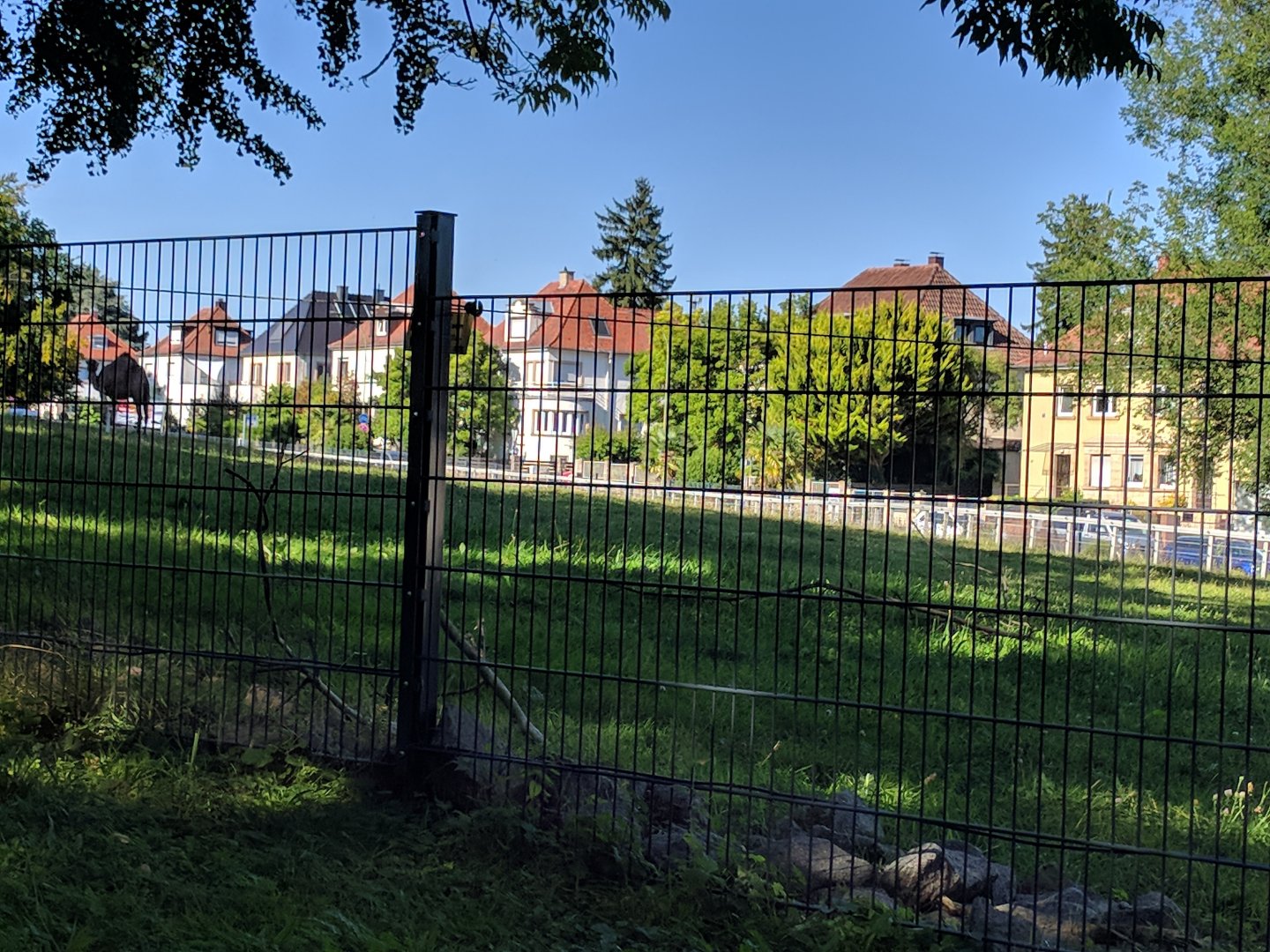 Dromedary Camel Enclosure