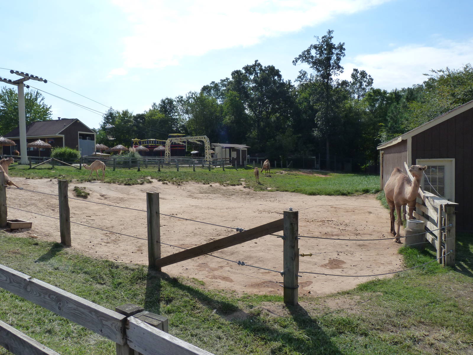 Dromedary Camel Exhibit - August 2014