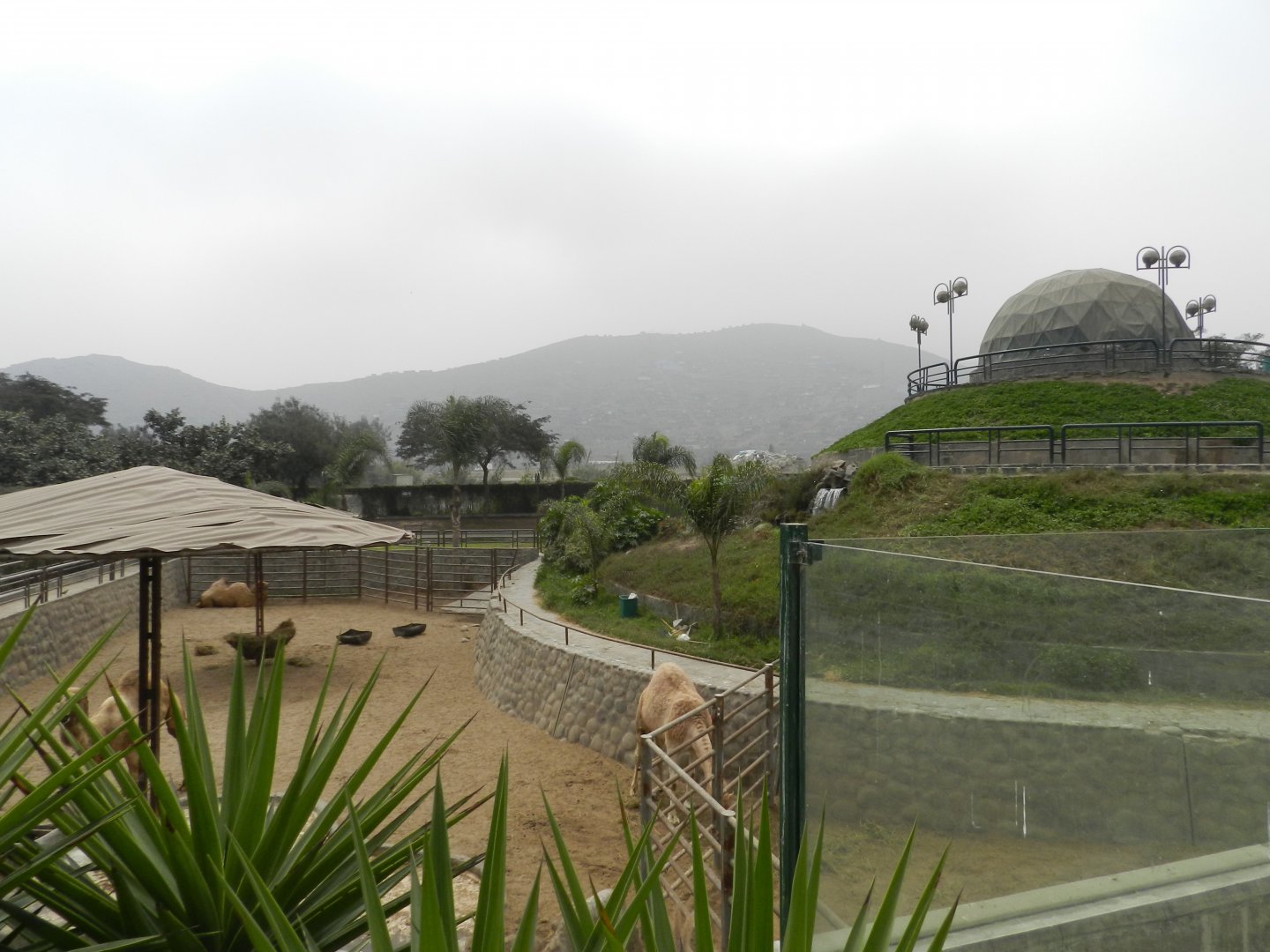 Dromedary/camel exhibit - Parque Zoológico Huachipa
